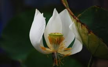 Mơ hoang